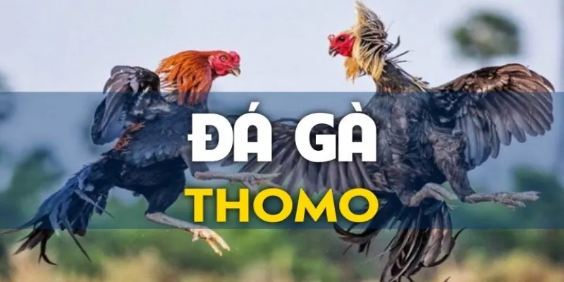 Giới thiệu hình thức cá cược đá gà Thomo